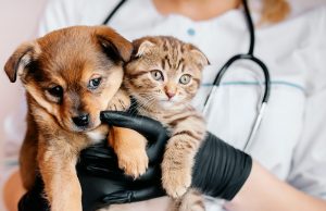 VETERINARY SECTOR